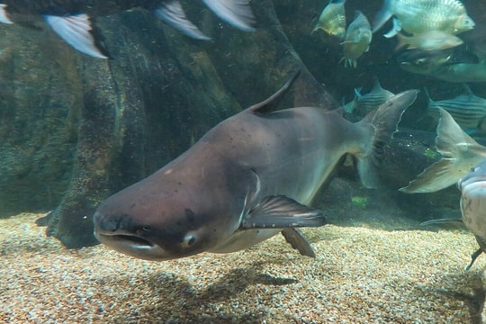 Nghiên cứu: 24% động vật nước ngọt đang đứng trước nguy cơ tuyệt chủng