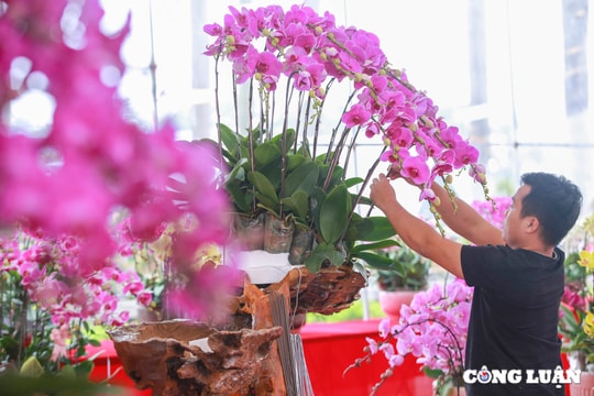 Cận cảnh hoa lan hồ điệp Đà Lạt có giá hàng chục triệu, thậm chí tiền tỷ tại Thủ đô Hà Nội