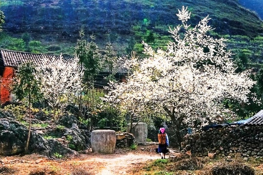 Dự báo thời tiết ngày 11/1: Bắc Bộ rét đậm rét hại, vùng núi cao dưới 3 độ