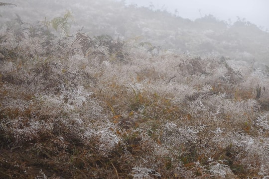Lào Cai: Băng tuyết phủ trắng núi cao Y Tý, UBND tỉnh chỉ đạo khẩn phòng chống rét hại