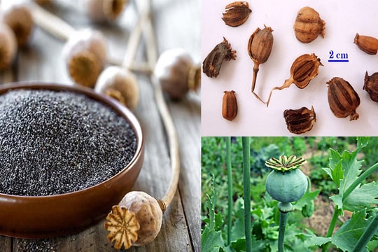 Kiểm soát nhập khẩu hạt cây có chứa chất ma túy, tránh bị lợi dụng vào mục đích bất hợp pháp