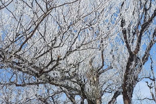 Xuất hiện băng giá ở nhiều nơi tại Cao Bằng, Yên Bái, Lào Cai