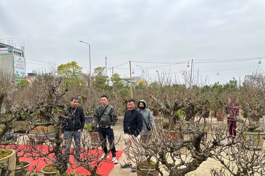 TP Hải Dương: Người dân 'đổ xô' đi sắm cây cảnh trước thềm Tết Nguyên đán 2025