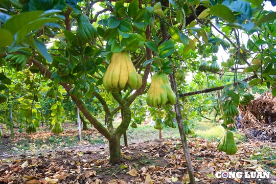 Dân trồng phật thủ Phúc Thọ rục rịch phục vụ khách hàng dịp Tết 2025