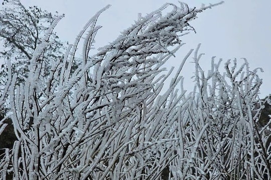 Lào Cai: Nhiệt độ giảm xuống âm 0 độ C, băng tuyết phủ trắng vùng núi Y Tý