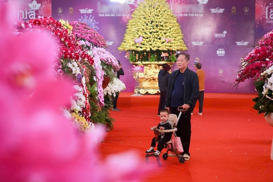 Rộn ràng thị trường hoa Lan dịp Tết Nguyên đán 2025