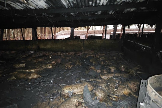 Gia Lai: Hơn 1.600 con heo bị chết cháy, ước tính thiệt hại gần 6,5 tỷ đồng