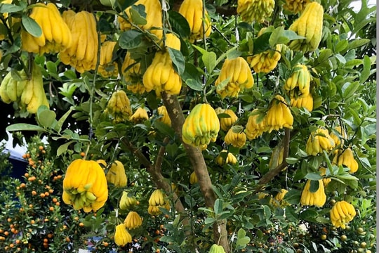 Cây phật thủ 98 quả đẹp lạ nhất chợ hoa Xuân Lào Cai