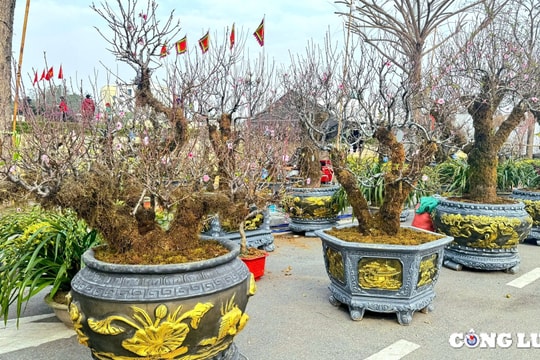 Chợ Tết Phú Thọ nhộn nhịp với những gốc đào cổ rêu phong 'khủng'