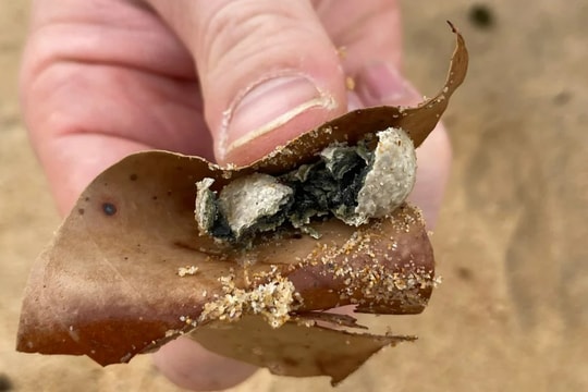 Lại xuất hiện vật chất bí ẩn khiến 9 bãi biển Úc phải đóng cửa