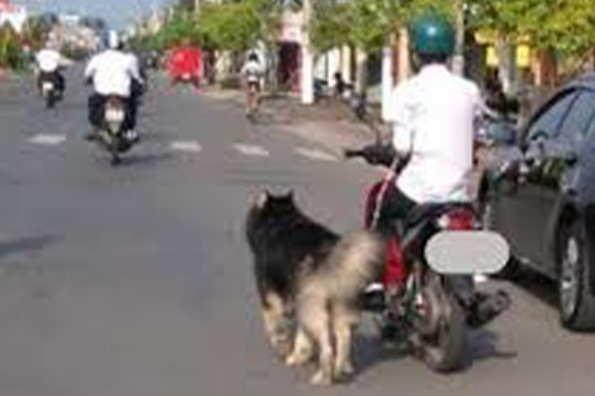 Chở 'thú cưng' trên xe máy, tài xế có thể bị phạt đến 14 triệu đồng