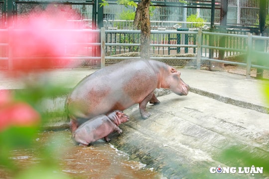 Hà mã con lần đầu tiên được sinh ra ở Hà Nội có tên chính thức là 'Mã Nam'