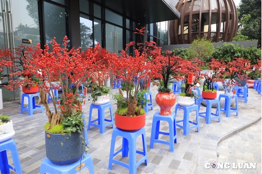 Đào đông đỏ giá hàng chục triệu đồng hút khách Thủ đô dịp Tết