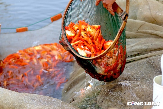 Làng cá chép đỏ lớn nhất xứ Thanh tấp nập trước ngày ông Công ông Táo