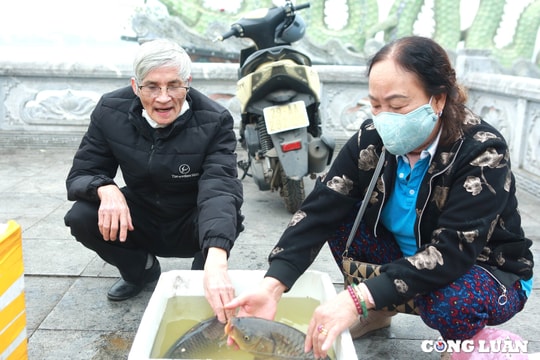 Tết "ông Công, ông Táo", người dân thả đôi chép nặng gần 10 cân với giá 500 nghìn đồng