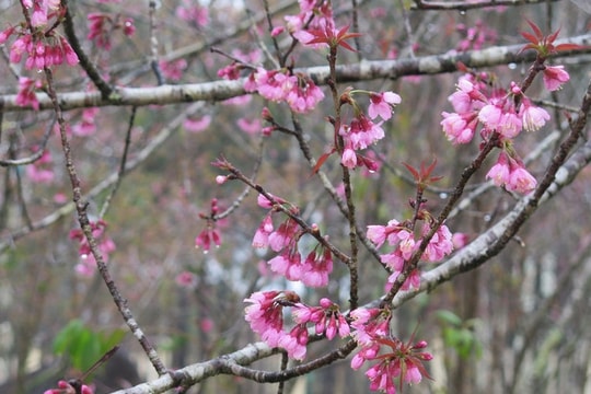 Măng Đen đón hàng trăm du khách mỗi ngày đến chiêm ngưỡng hoa anh đào khoe sắc