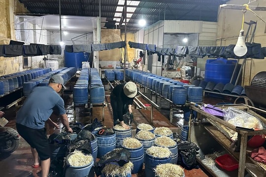 Khởi tố đối tượng sản xuất, kinh doanh 30 tấn giá đỗ có sử dụng chất cấm ở Hưng Yên