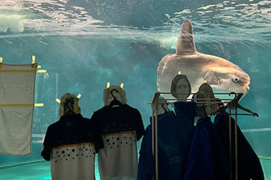 Thủy cung Nhật Bản giúp cá mặt trời bớt 'cô đơn' hơn nhờ người nộm