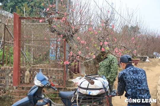 Làng trồng đào Nhật Tân nhộn nhịp trước thềm Tết Nguyên đán 2025