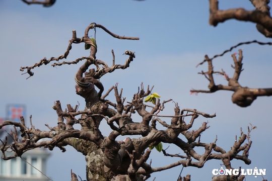 Ngắm cây khế 'cổ thụ' có giá hơn 2,2 tỷ đồng được trưng bày ở Thanh Hoá