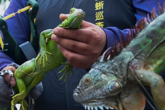 Đài Loan dự định tiêu hủy 120.000 con kỳ nhông xanh