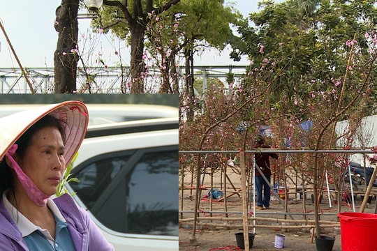 Tốc độ bán hoa, cây cảnh chậm người nông dân lo khó thu hồi vốn