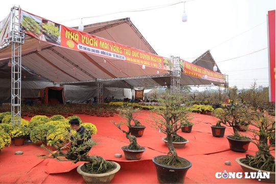 Mai vàng miền Nam khoe sắc giữa lòng Thủ đô