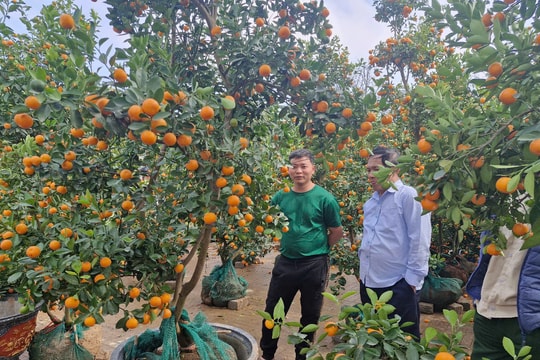 Mưa lớn 27 Tết, quất đào đổ la liệt, tiểu thương chờ khách