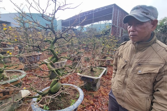 Gia Lai: Nhà vườn chăm mai “khóc ròng” vì thời tiết thất thường khiến mai nở chậm