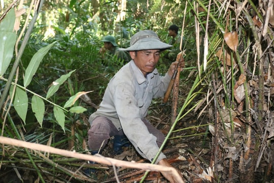 Theo chân nông dân Tây Nguyên băng rừng hái “lộc trời” dịp cận Tết
