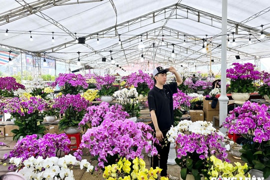 Hầu hết các mặt hàng thiết yếu phục vụ Tết không tăng đột biến