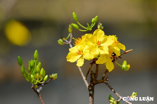 Thương lắm bóng hoàng mai