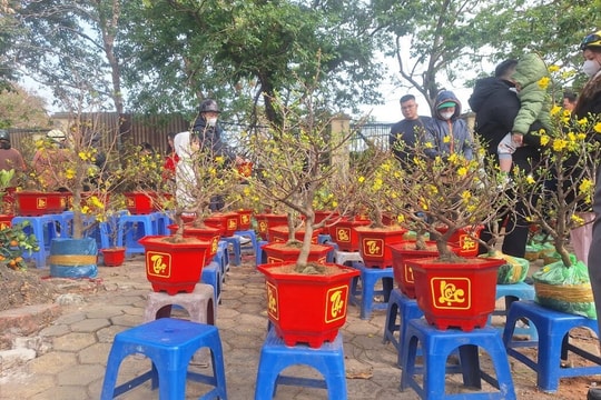 Chợ hoa Tết cuối năm hạ giá, đào quất mini hút khách