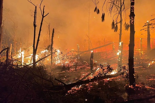 Cháy 20ha rừng ở Hạ Long ngày cận tết