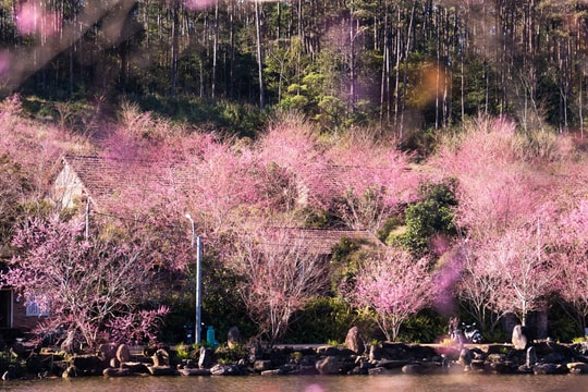 Chùm ảnh hàng triệu bông mai anh đào nở rực hồng núi rừng Kon Tum