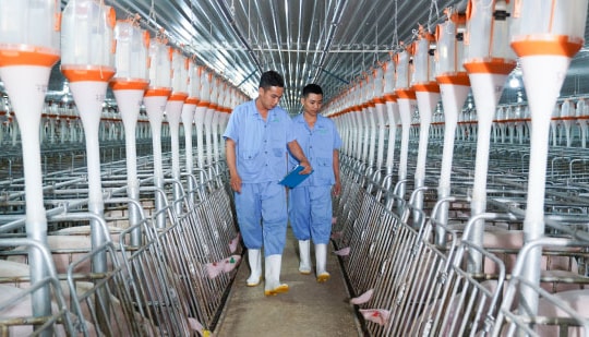 Những gam màu sáng của bức tranh triển vọng ngành chăn nuôi 2025