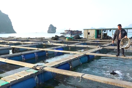 Ước vọng mới của người dân làng chài trên đảo Ông Cụ