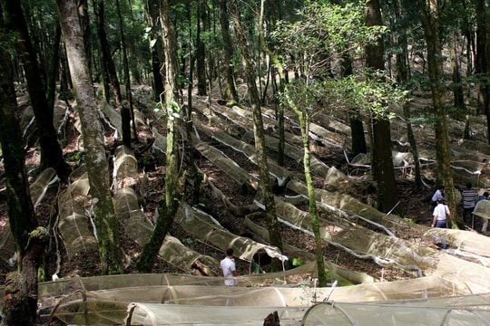 Kỳ bí ngọn núi Ngọc Linh nơi sản sinh ra loài sâm Quốc bảo