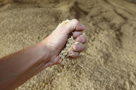 Xuất khẩu ngũ cốc của Nga có thể giảm tới 28% vào năm 2025