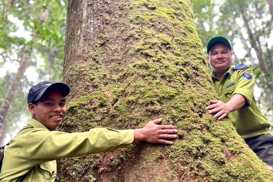 Mục sở thị rừng pơ mu hàng trăm năm tuổi giữa đại ngàn Tây Nguyên