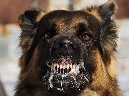 Gia Lai: Sau hơn một năm bị chó cắn, người đàn ông phát bệnh dại tử vong