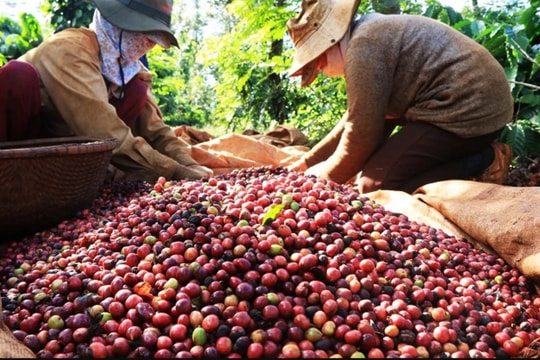 Cà phê tăng giá mạnh tuần nghỉ Tết, hồ tiêu tiếp tục neo cao