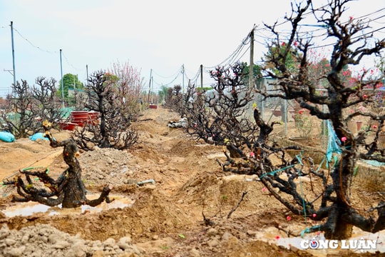 Nhà vườn tại Nhật Tân tất bật tỉa cành, cải tạo đất chăm sóc đào sau vụ Tết 2025