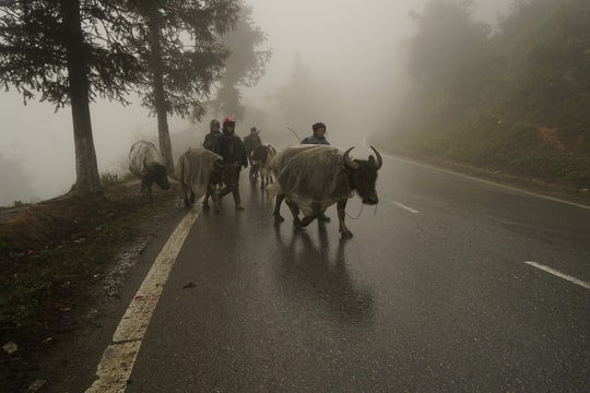 Lào Cai: Dự báo nhiệt độ giảm xuống dưới 2 độ C, UBND tỉnh hỏa tốc chỉ đạo phòng chống rét hại