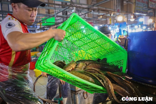 Chợ đầu mối, 'thủ phủ' cá lóc nướng xuyên đêm chuẩn bị cho ngày vía Thần tài