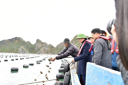 Xây dựng chính sách bảo hiểm để chia sẻ rủi ro cho người nuôi trồng thuỷ sản khi gặp thiên tai, dịch bệnh