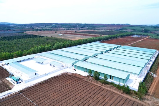 Gia Lai: Xét nghiệm, làm rõ trại heo nghi phát sinh bệnh dịch tả châu Phi