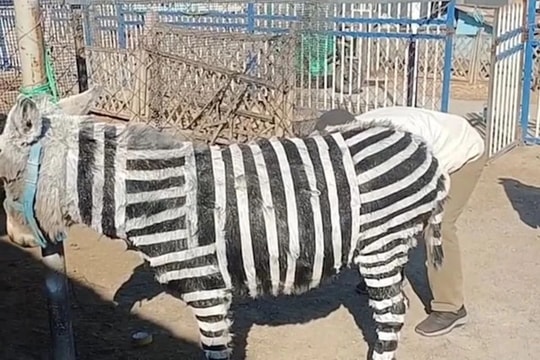 'Biến' lừa thành ngựa vằn để hút khách