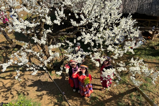 Mộc Châu 'cháy phòng' mùa hoa mận, nhà vườn 'hốt bạc' khách du xuân