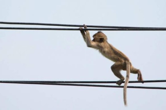Khỉ gây mất điện toàn quốc ở Sri Lanka